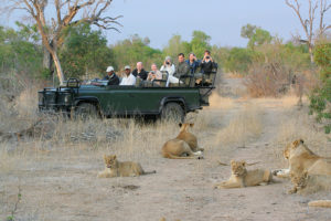 Kruger Safari